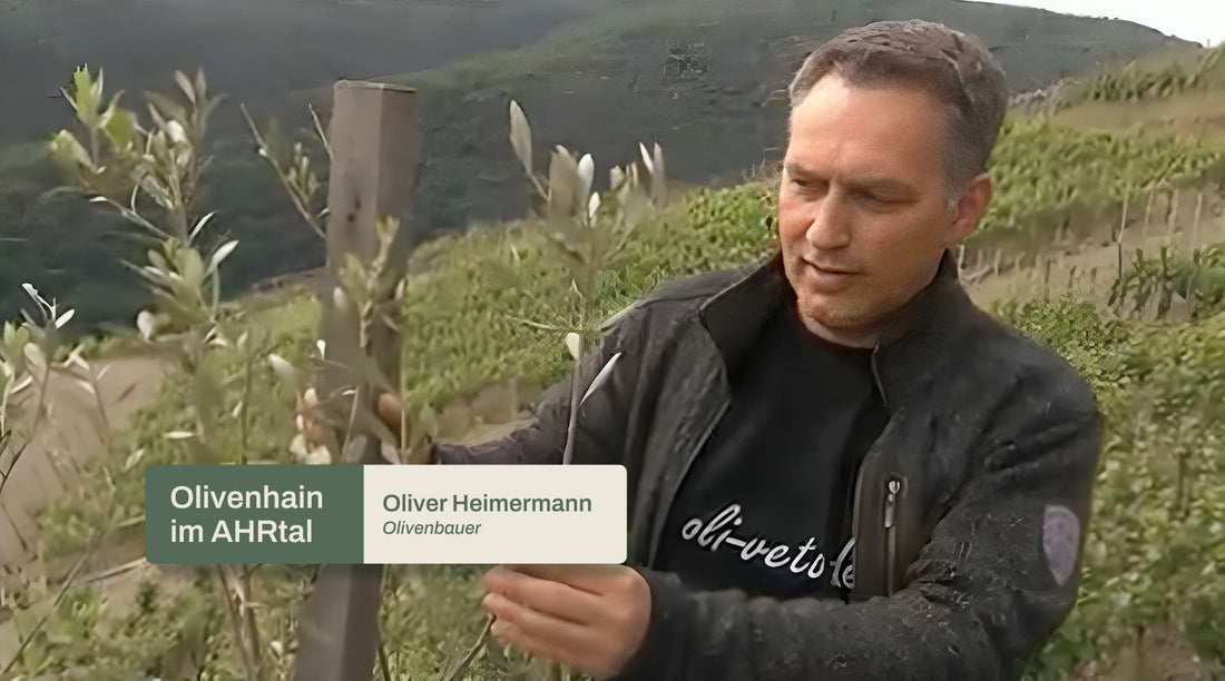 Olivenhain im Ahrtal